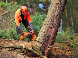 Best Lot and Land Clearing  in Berrien Springs, MI